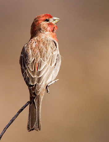 House Finch Carpodacus mexicanus