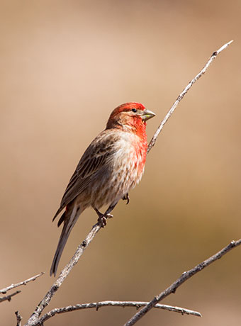 House Finch Carpodacus mexicanus