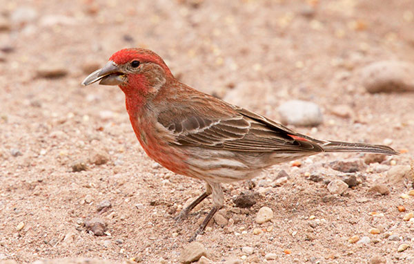 House Finch Carpodacus mexicanus