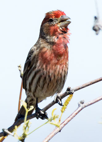 House Finch Carpodacus mexicanus