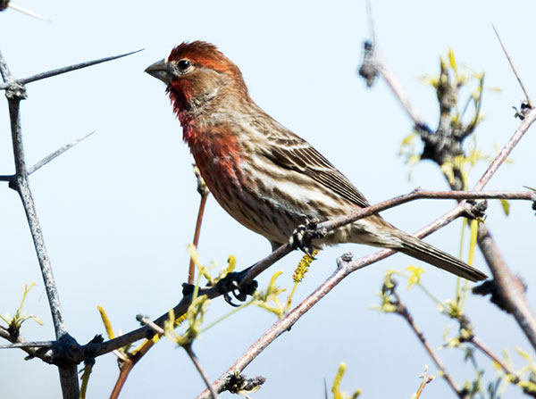 House Finch Carpodacus mexicanus