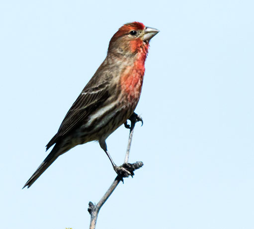 House Finch Carpodacus mexicanus