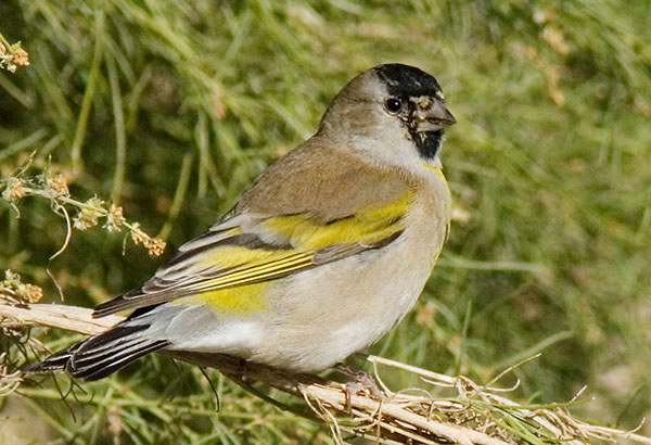 Lawrence's Goldfinch Carduelis lawrencei