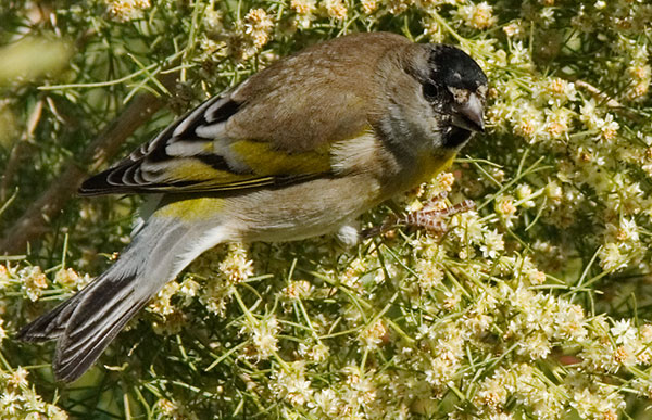Lawrence's Goldfinch Carduelis lawrencei