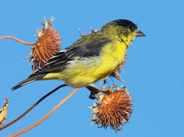 Lesser Goldfinch Carduelis psaltria