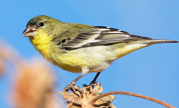 Lesser Goldfinch Carduelis psaltria