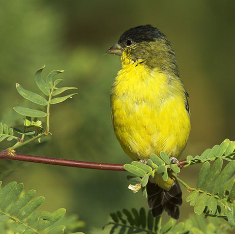 Lesser Goldfinch Carduelis psaltria