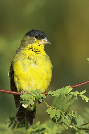 Lesser Goldfinch Carduelis psaltria