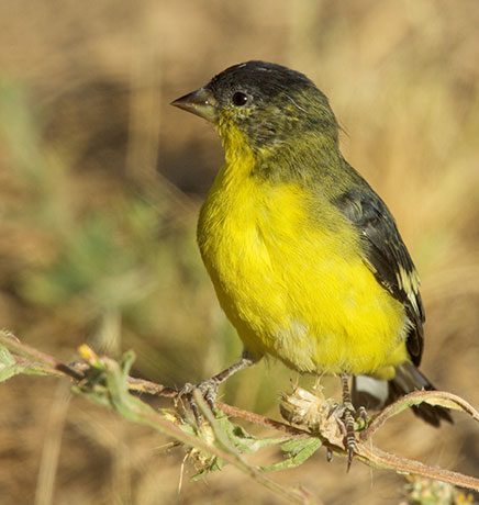 Lesser Goldfinch Carduelis psaltria
