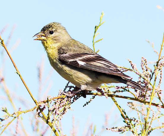 Lesser Goldfinch Carduelis psaltria