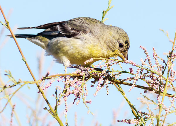Lesser Goldfinch Carduelis psaltria