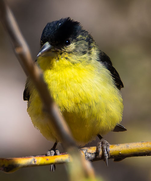 Lesser Goldfinch Carduelis psaltria