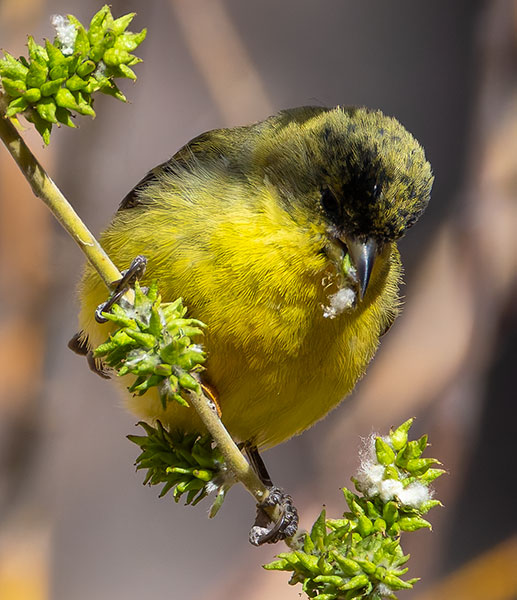 Lesser Goldfinch Carduelis psaltria