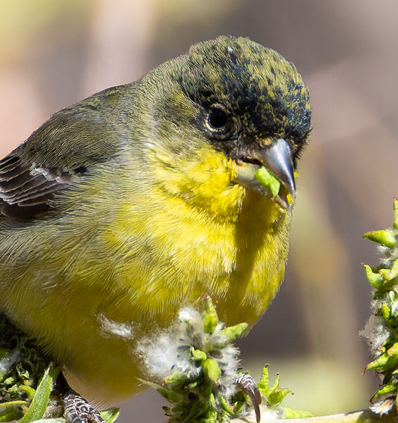 Lesser Goldfinch Carduelis psaltria