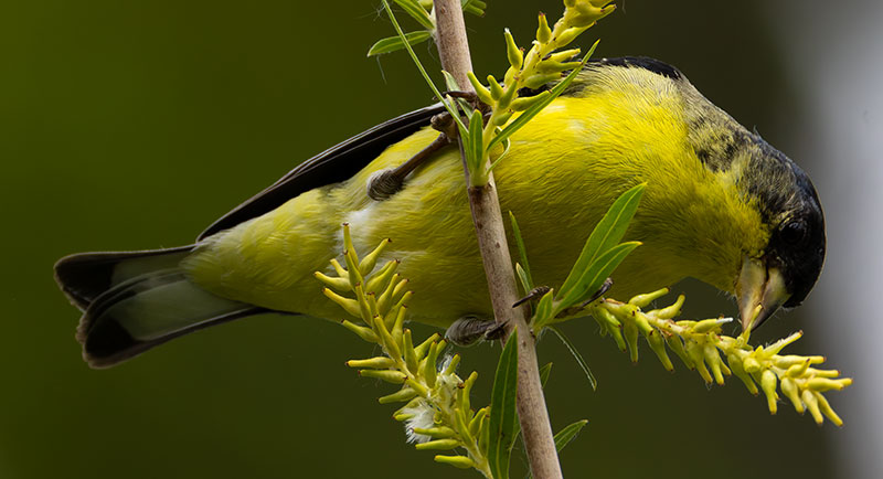 Lesser Goldfinch Carduelis psaltria