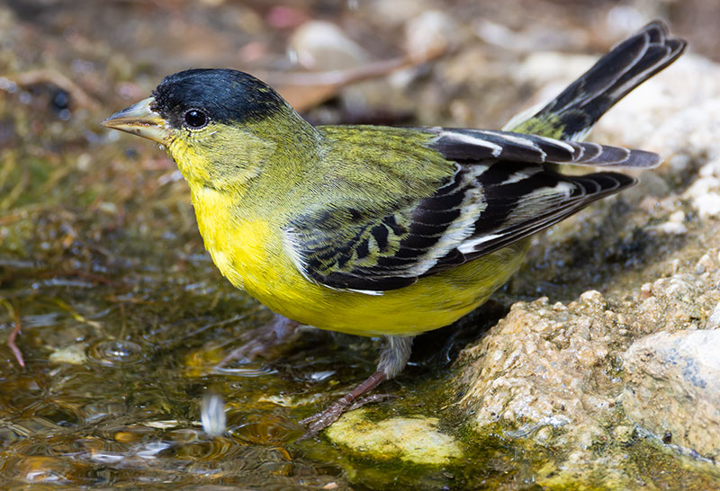 Lesser Goldfinch Carduelis psaltria