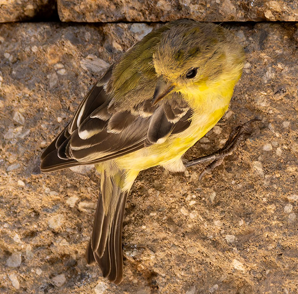 Lesser Goldfinch Carduelis psaltria
