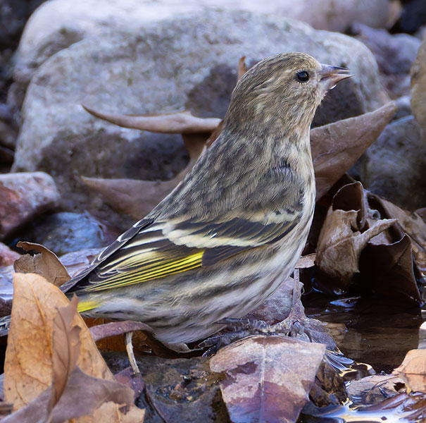 Pine Siskin Spinus Pinus