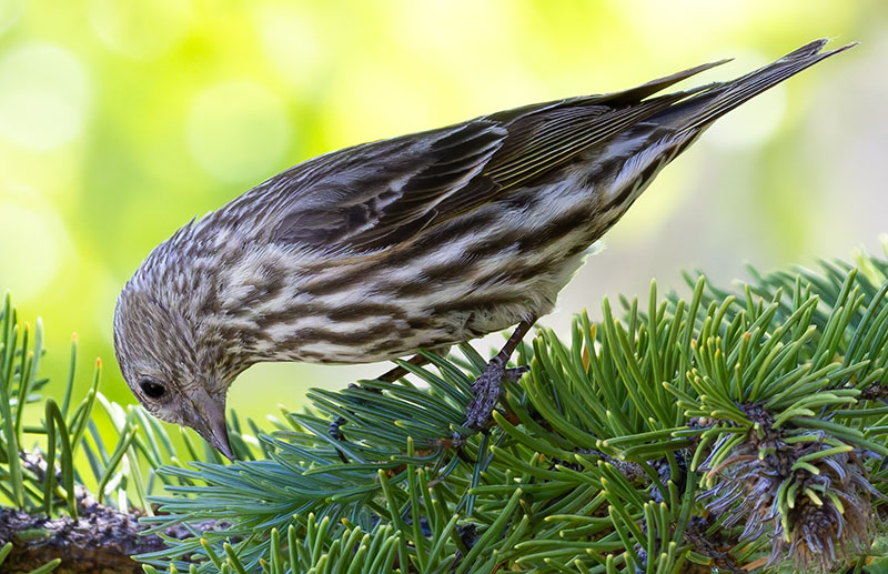 Pine Siskin Spinus Pinus