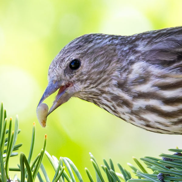 Pine Siskin Spinus Pinus