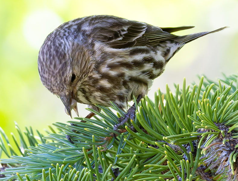 Pine Siskin Spinus Pinus