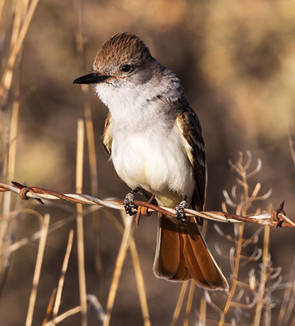 Ash-throated Flycatcher Myiarchus cinerascens 