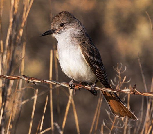 Ash-throated Flycatcher Myiarchus cinerascens 