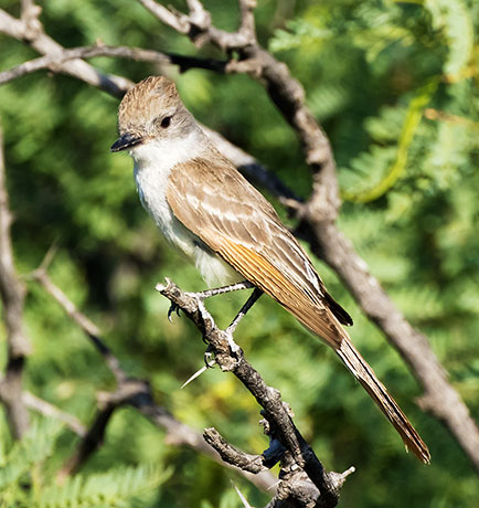 Ash-throated Flycatcher Myiarchus cinerascens 