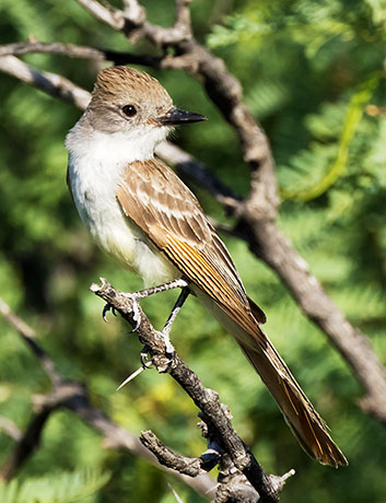 Ash-throated Flycatcher Myiarchus cinerascens 