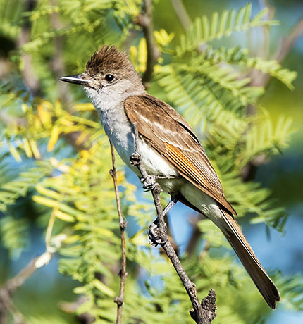 Ash-throated Flycatcher Myiarchus cinerascens 