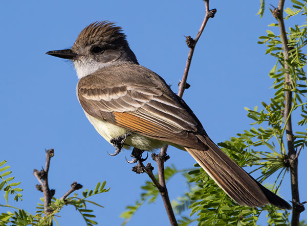 Ash-throated Flycatcher Myiarchus cinerascens 