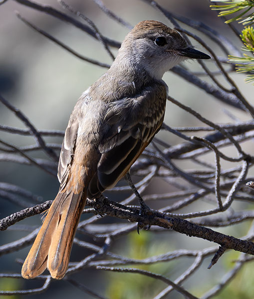 Ash-throated Flycatcher Myiarchus cinerascens 