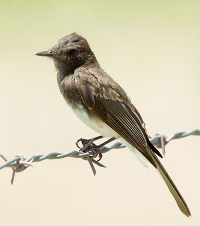 Black Phoebe Sayornis nigricans 