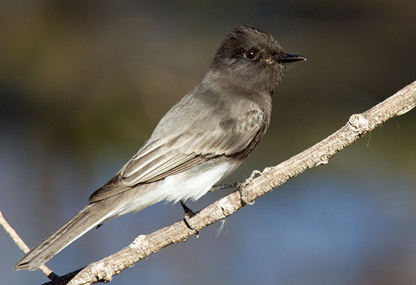 Black Phoebe Sayornis nigricans 