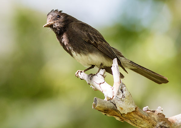 Black Phoebe Sayornis nigricans 
