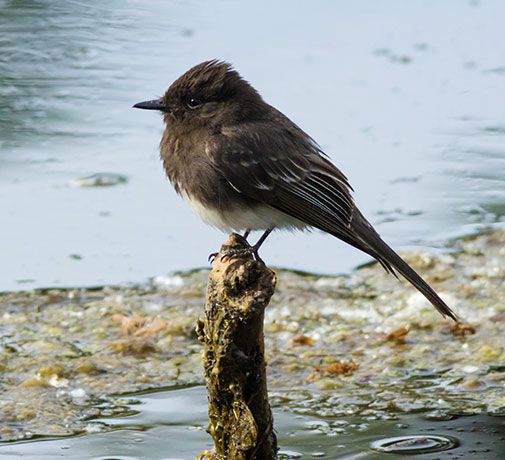 Black Phoebe Sayornis nigricans 