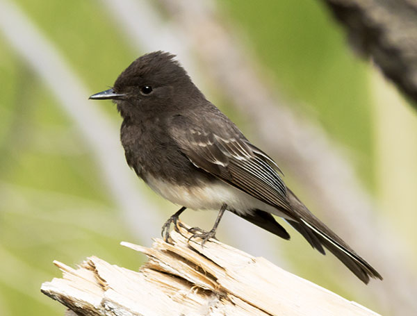 Black Phoebe Sayornis nigricans 