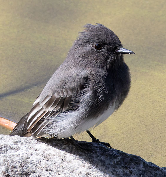 Black Phoebe Sayornis nigricans 