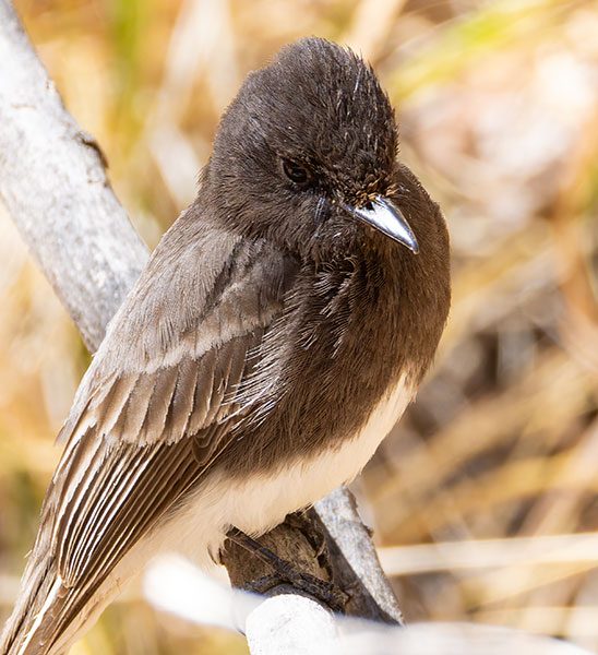 Black Phoebe Sayornis nigricans 