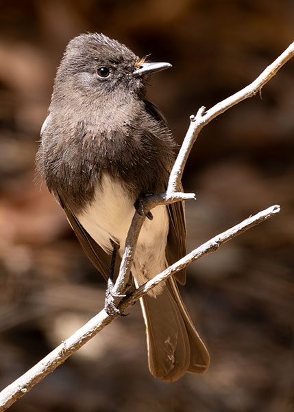 Black Phoebe Sayornis nigricans 