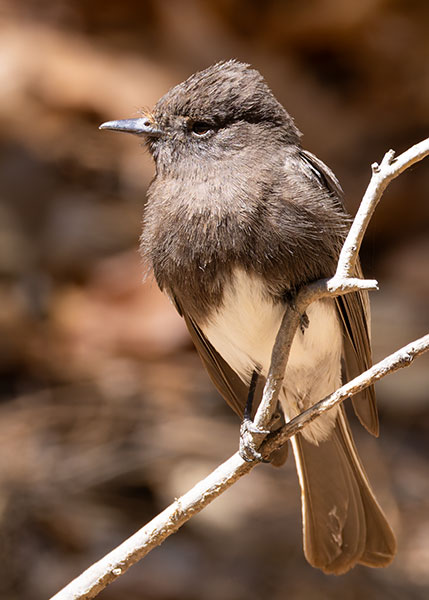 Black Phoebe Sayornis nigricans 
