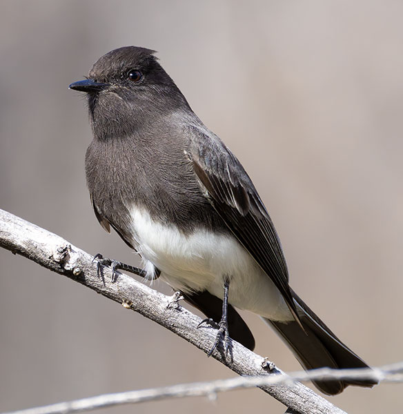 Black Phoebe Sayornis nigricans 