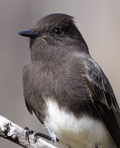 Black Phoebe Sayornis nigricans 