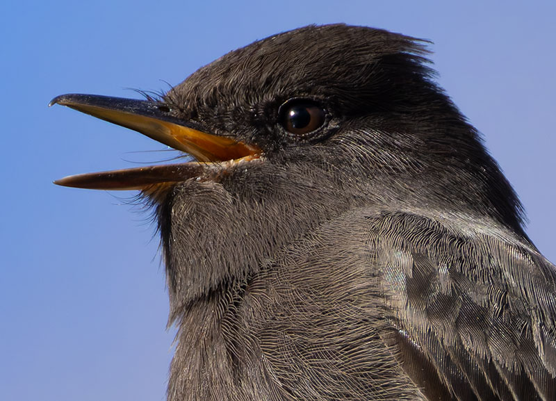 Black Phoebe Sayornis nigricans 
