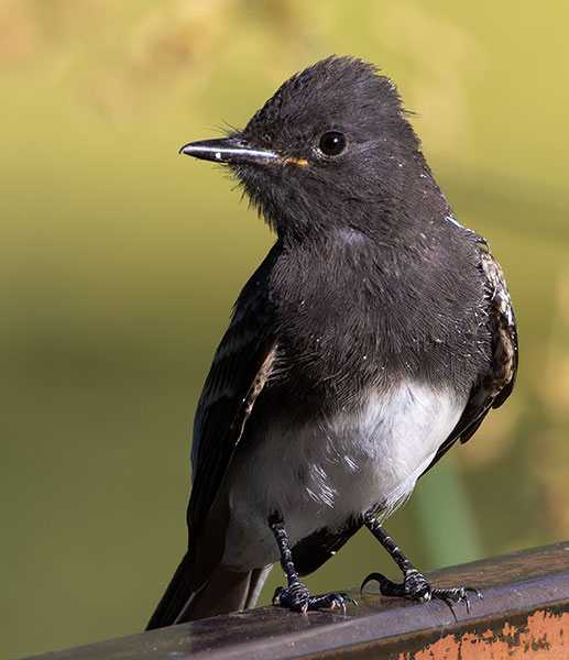 Black Phoebe Sayornis nigricans 