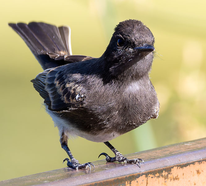 Black Phoebe Sayornis nigricans 