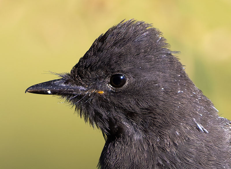 Black Phoebe Sayornis nigricans 