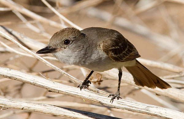 Brown-crested Flycatcher Myiarchus tyrannulus