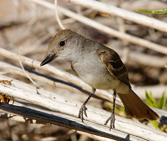 Brown-crested Flycatcher Myiarchus tyrannulus