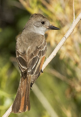 Brown-crested Flycatcher Myiarchus tyrannulus